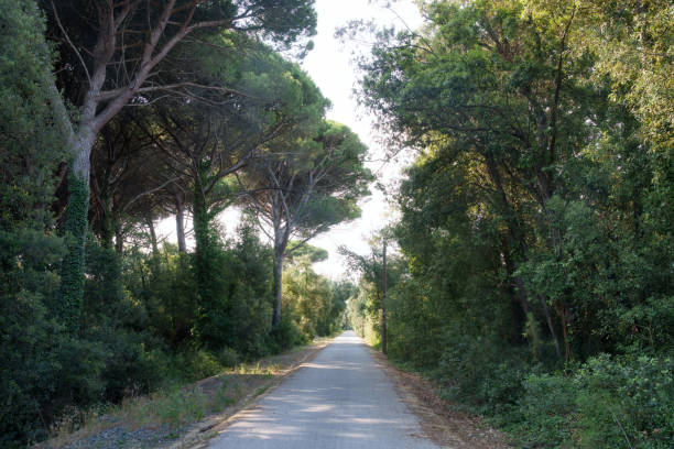 Pista ciclabile nella pineta tra Pisa e Tirrenia