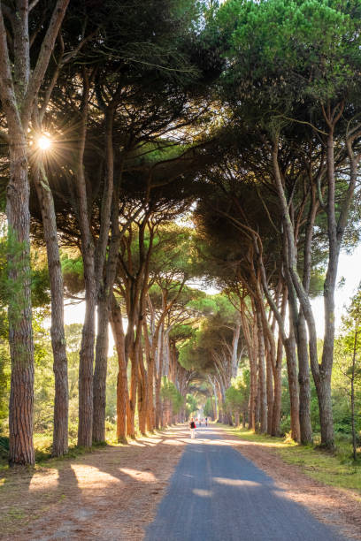 Viale alberato nella pineta di Tombolo, Parco di San Rossore